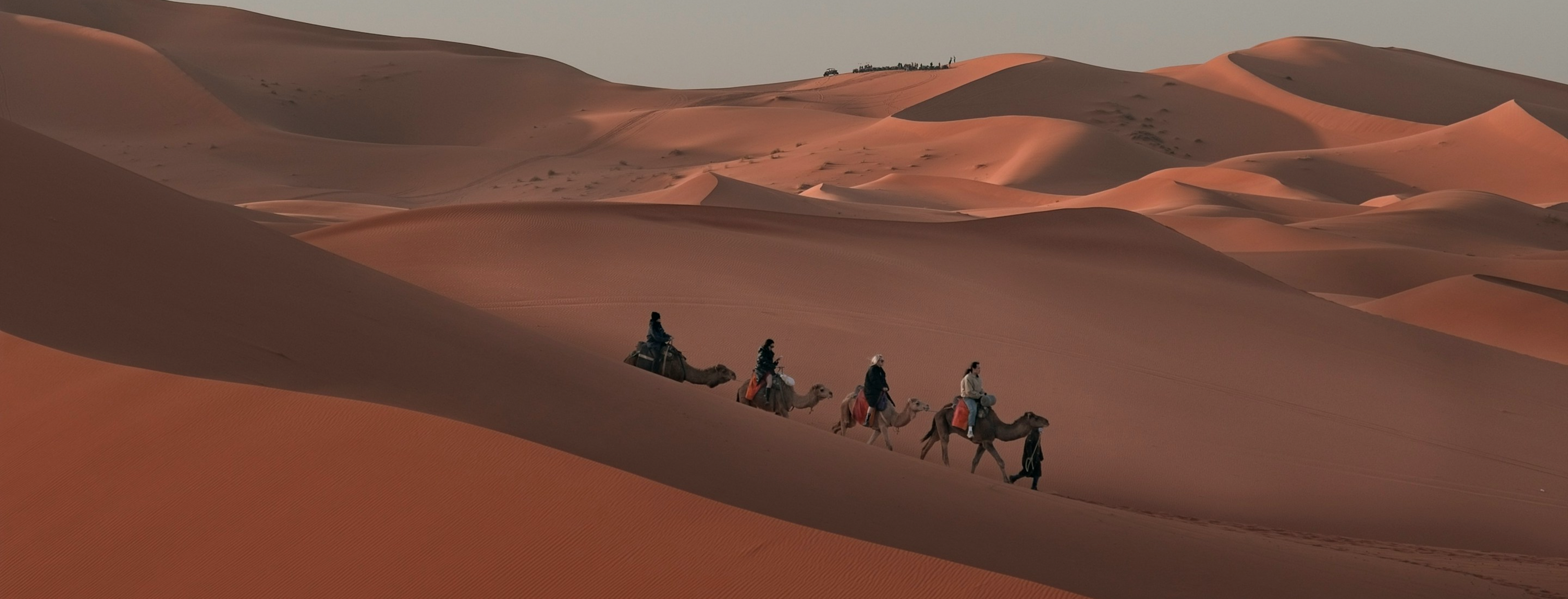 Camels in desert sunset